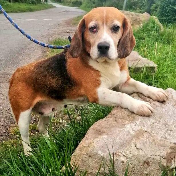 Barry And District News: Ruby - Beagle, five years old, female. Ruby has come to us from a breeder and has blossomed into such an affectionate girl. She will need a canine friend in her new home to help her settle in, but she is a total delight. She could be homed with dog savvy
